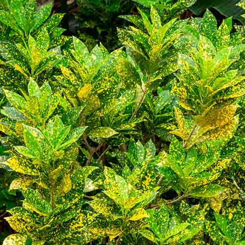 Gold Dust Croton (Single plant)