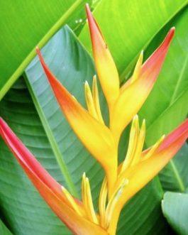 Heliconia Psittacorum Tropics