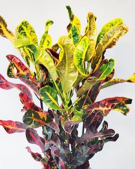 Mammy Croton (Single plant)