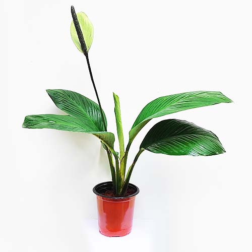 Peace Lily 'Mauna Loa'/ Broad leaf peace lily - Image 2