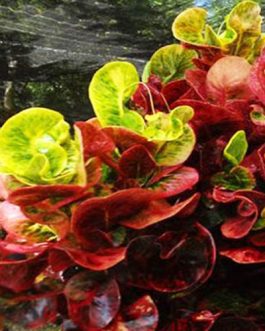 Thai round leaf Croton (Single plant)