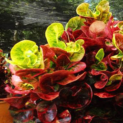 Thai round leaf Croton (Single plant)