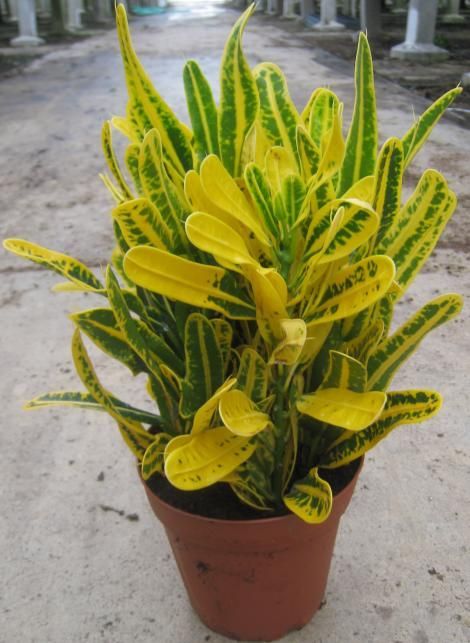 Banana Croton (Single plant) - Image 4