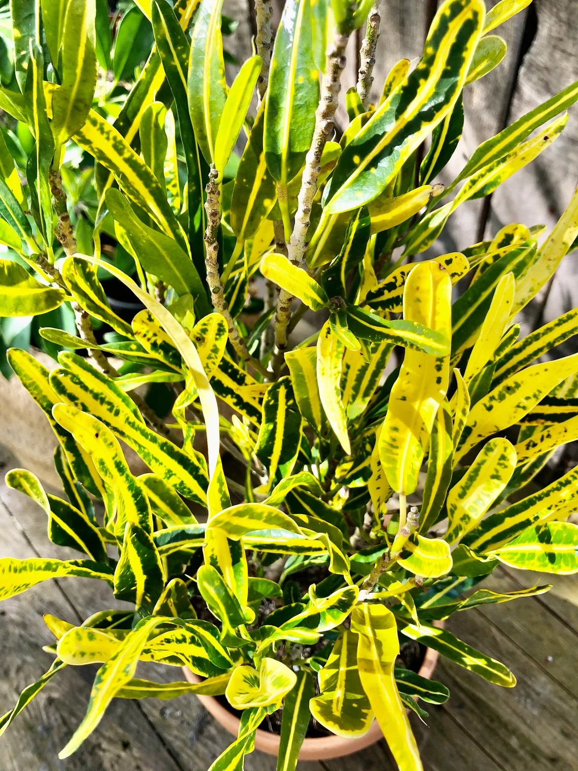 Banana Croton (Single plant) - Image 7