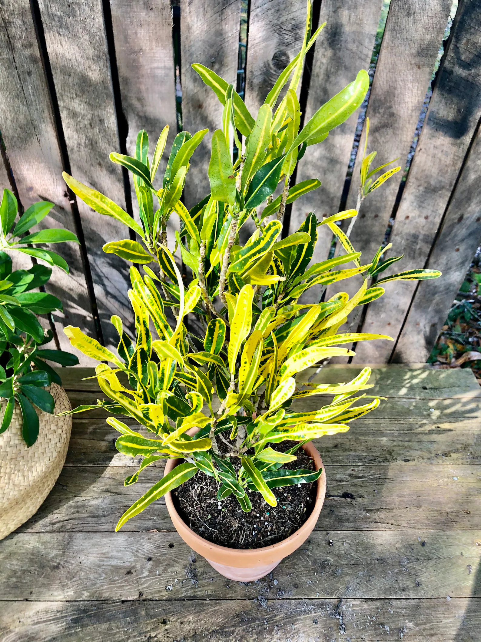 Banana Croton (Single plant) - Image 8