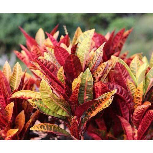 Petra Croton (Single plant)