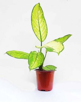 Dieffenbachia seguine /Dumb cane white(large plant)