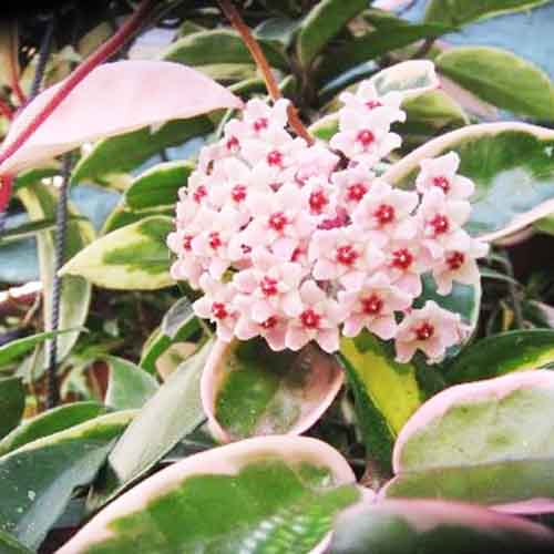 Hoya carnosa Krimson Queen variegated (jiffy sized) - Image 2