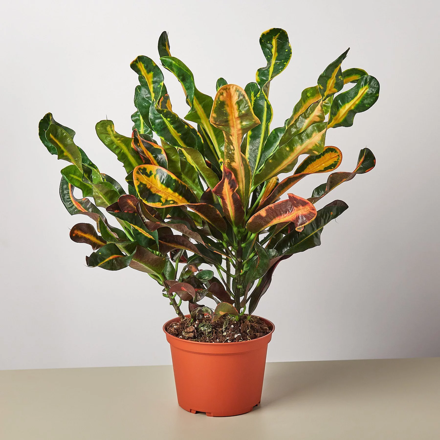Mammy Croton (Single plant) - Image 3