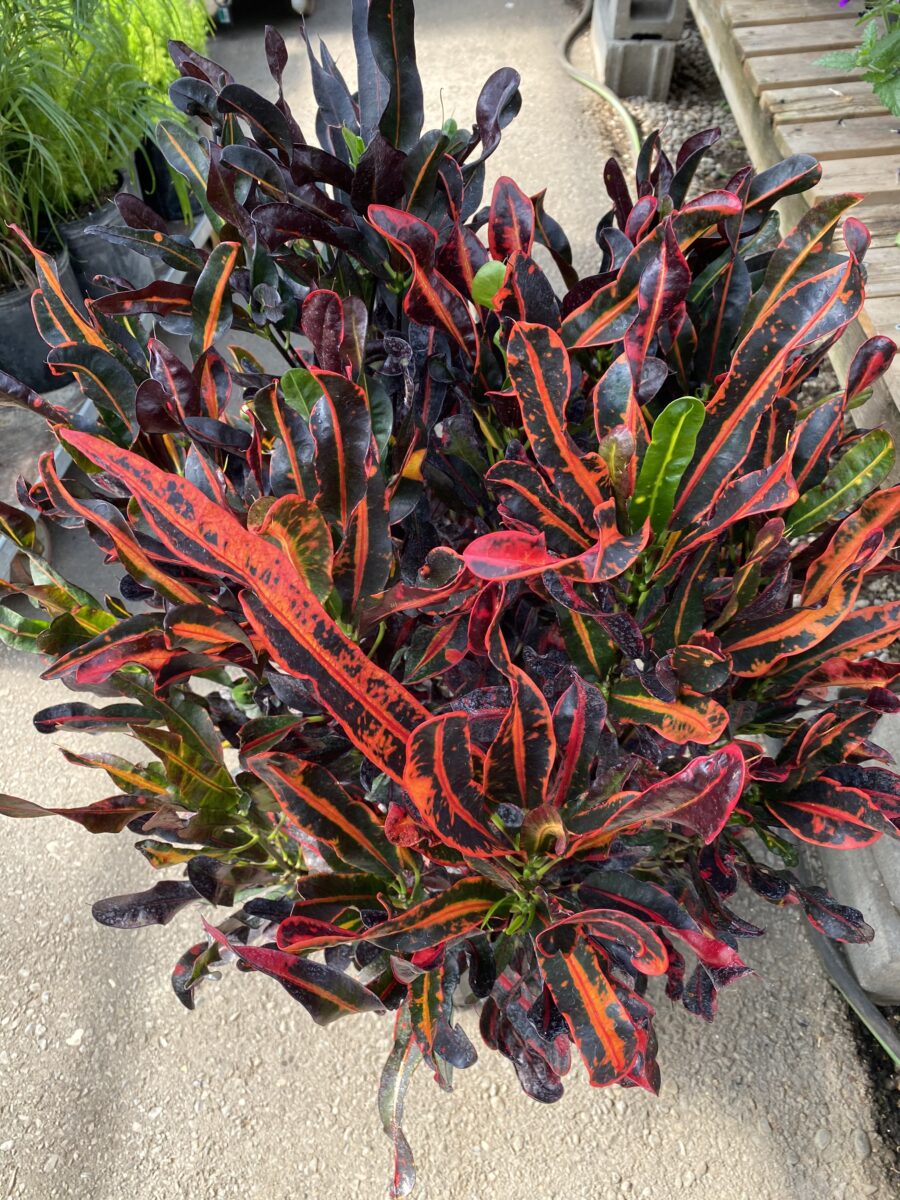 Mammy Croton (Single plant) - Image 4