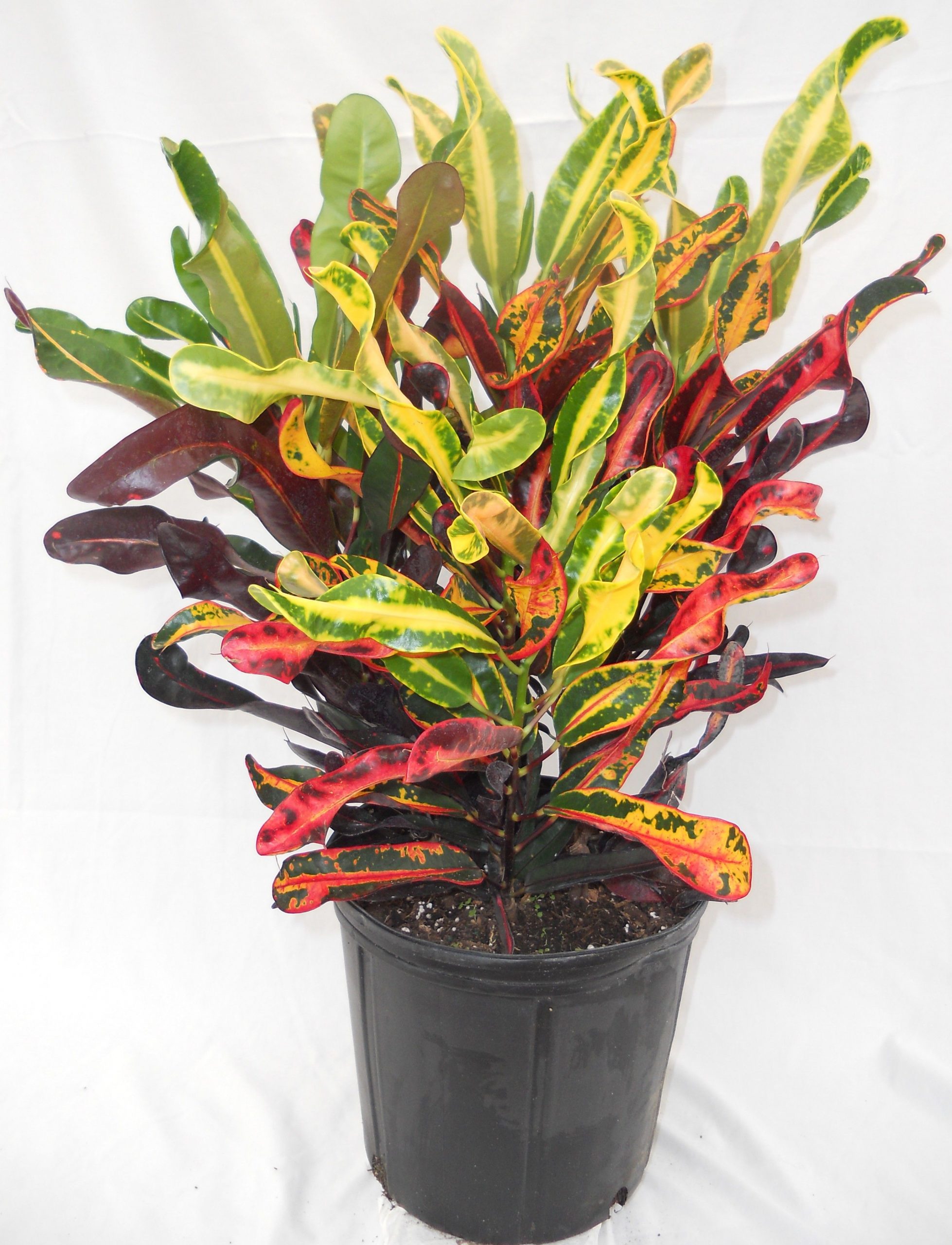 Mammy Croton (Single plant) - Image 5