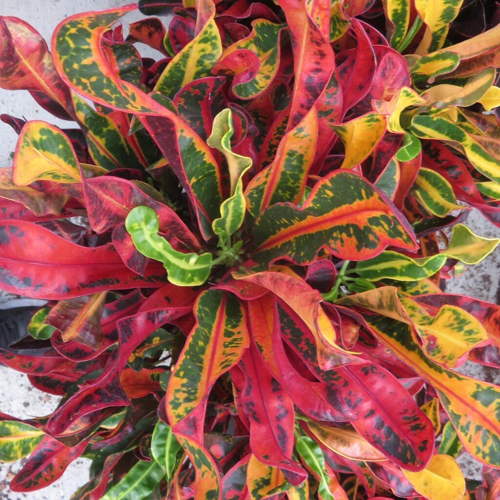 Mammy Croton (Single plant) - Image 8