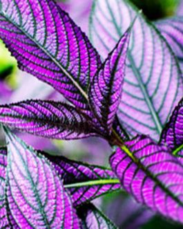 Persian Shield/ Strobilanthes dyerianus