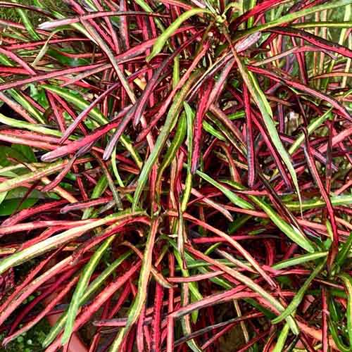 Zanzibar Croton (Single plant)