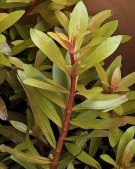 Ammannia pedicellata golden ( 3 stems)