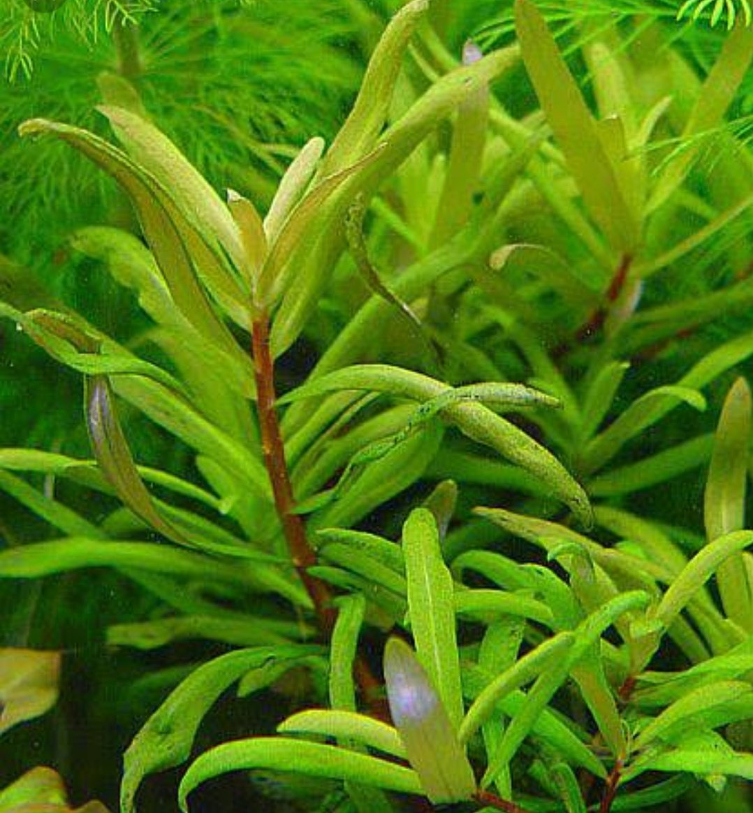 Ammannia pedicellata golden ( 3 stems)