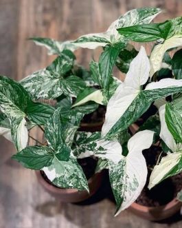 Syngonium albo variegated (Single plant)