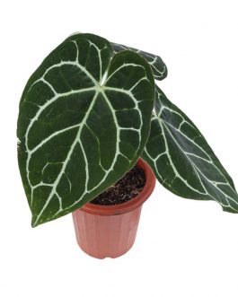 Anthurium crystallinium (single plant)