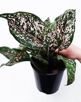 Aglaonema pink dalmatian ( Single plant)