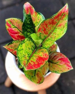 Agalonema heng heng ( Large single plant)