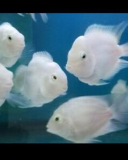 Polar White parrot ( 4 pieces)