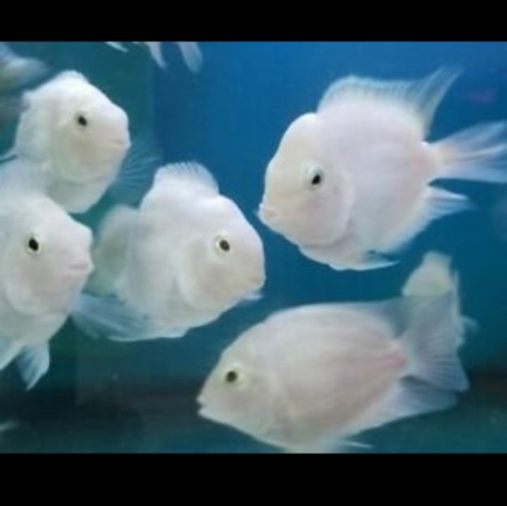 Polar White parrot ( 4 pieces) - Image 2