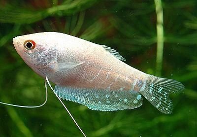 Platinum white gourami ( 4 fishes)
