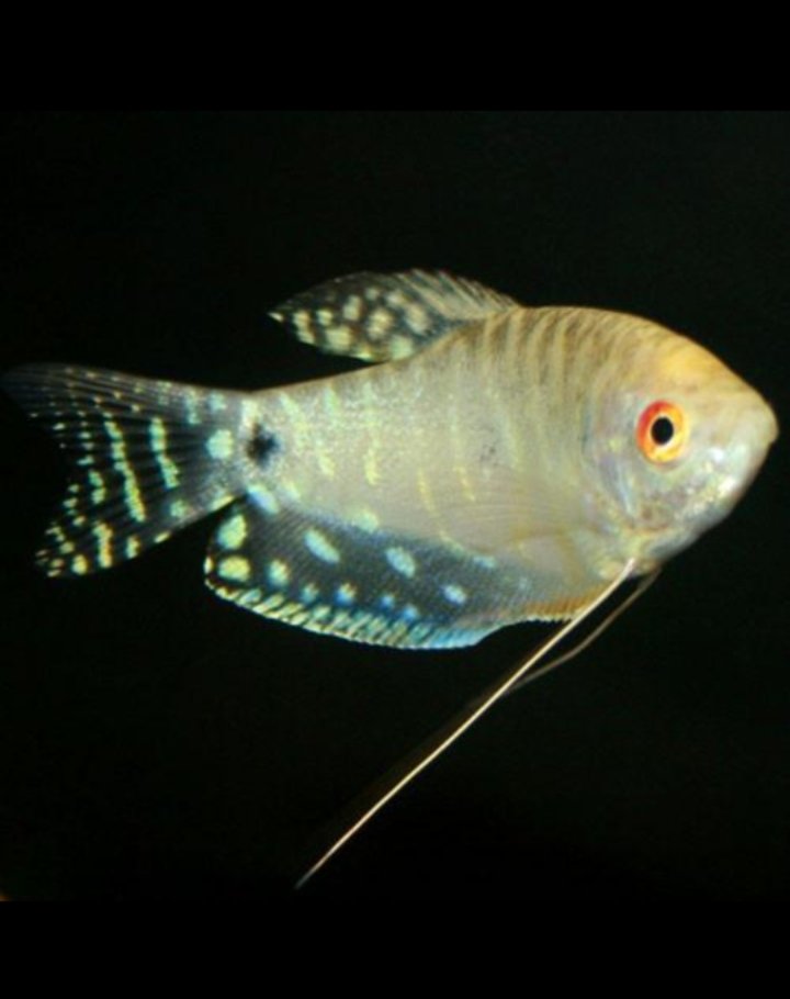 Platinum white gourami ( 4 fishes) - Image 3