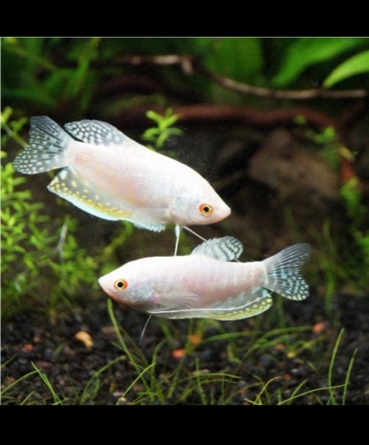 Platinum white gourami ( 4 fishes) - Image 2