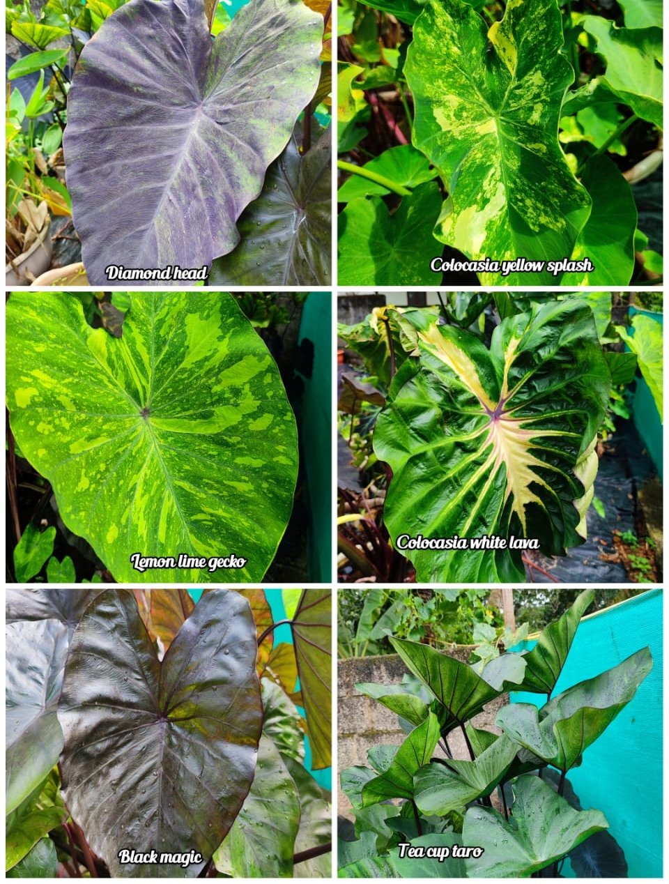 Colocasia combo ( 6 plants)