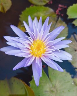 Alexis waterlily ( plant / Tuber)