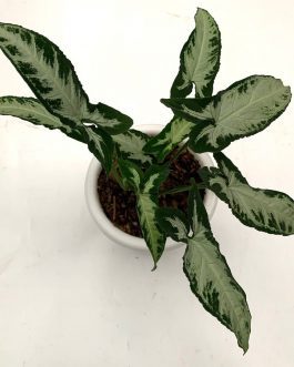 Syngonium silver goose foot ( single plant)