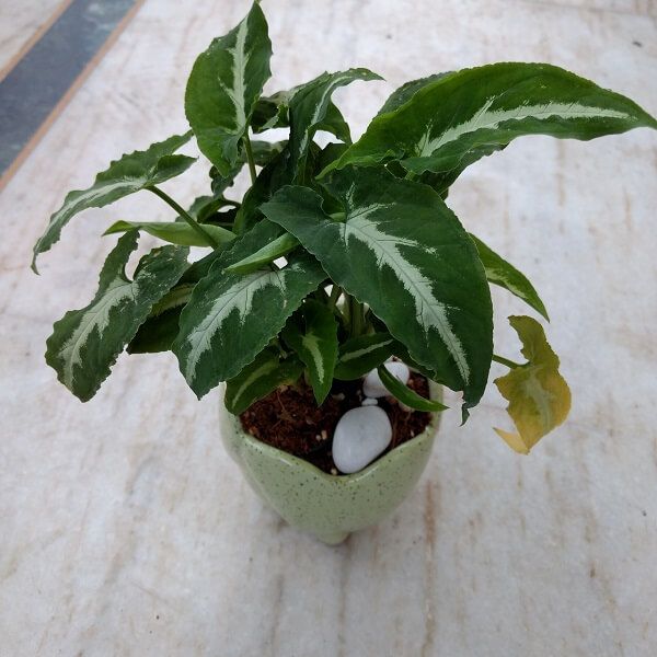 Syngonium silver goose foot ( single plant) - Image 4