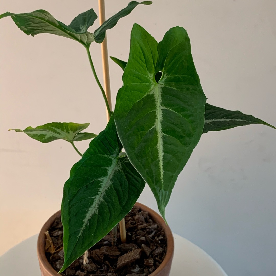 Syngonium silver goose foot ( single plant) - Image 5