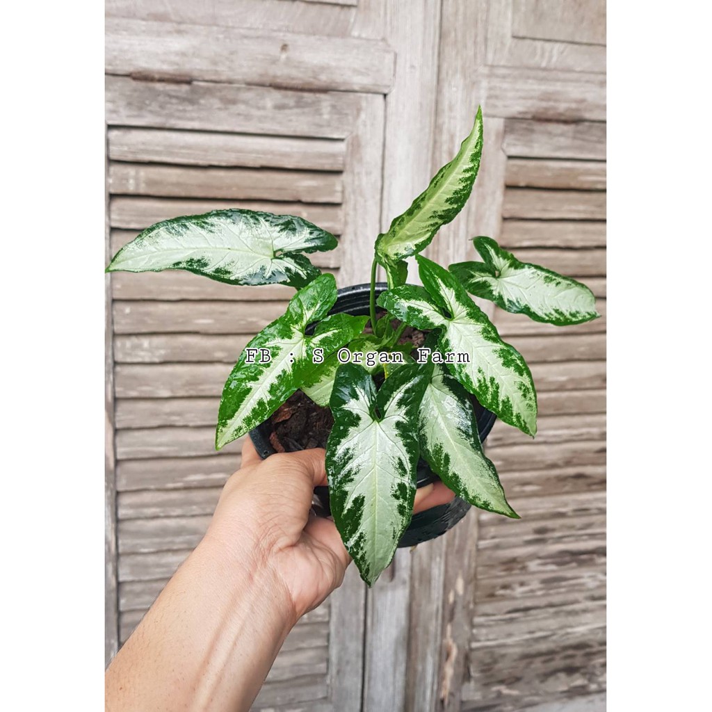 Syngonium silver goose foot ( single plant) - Image 6