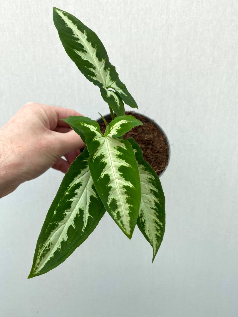 Syngonium silver goose foot ( single plant) - Image 7