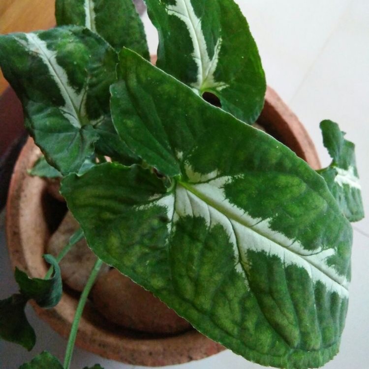 Syngonium silver goose foot ( single plant) - Image 8