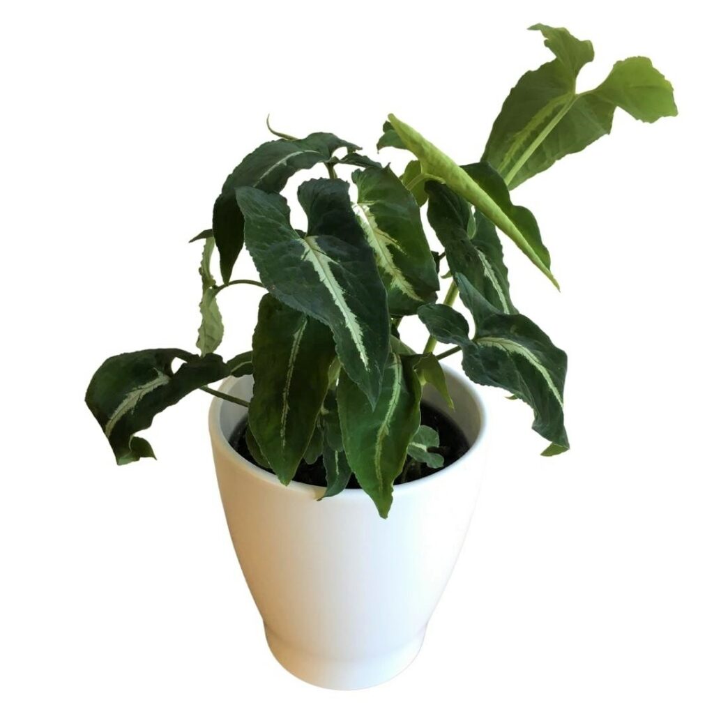 Syngonium silver goose foot ( single plant) - Image 9