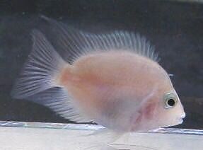 Polar White parrot ( 4 pieces) - Image 7