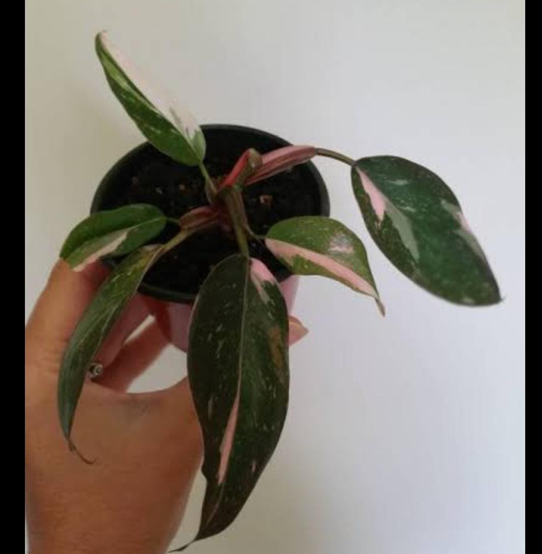 Philodendron Pink Princess (medium sized single plant )