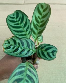 Calathea Burle Marx Fishbone (single plant)