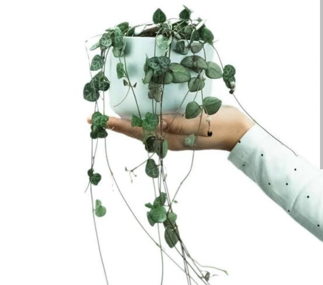String of Hearts ( single plant) - Image 2
