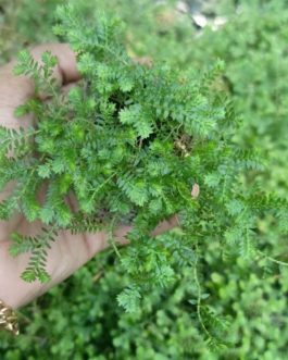 Green Club Moss (clump)