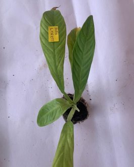 Philodendron Lynette (small sized jiffy plant)