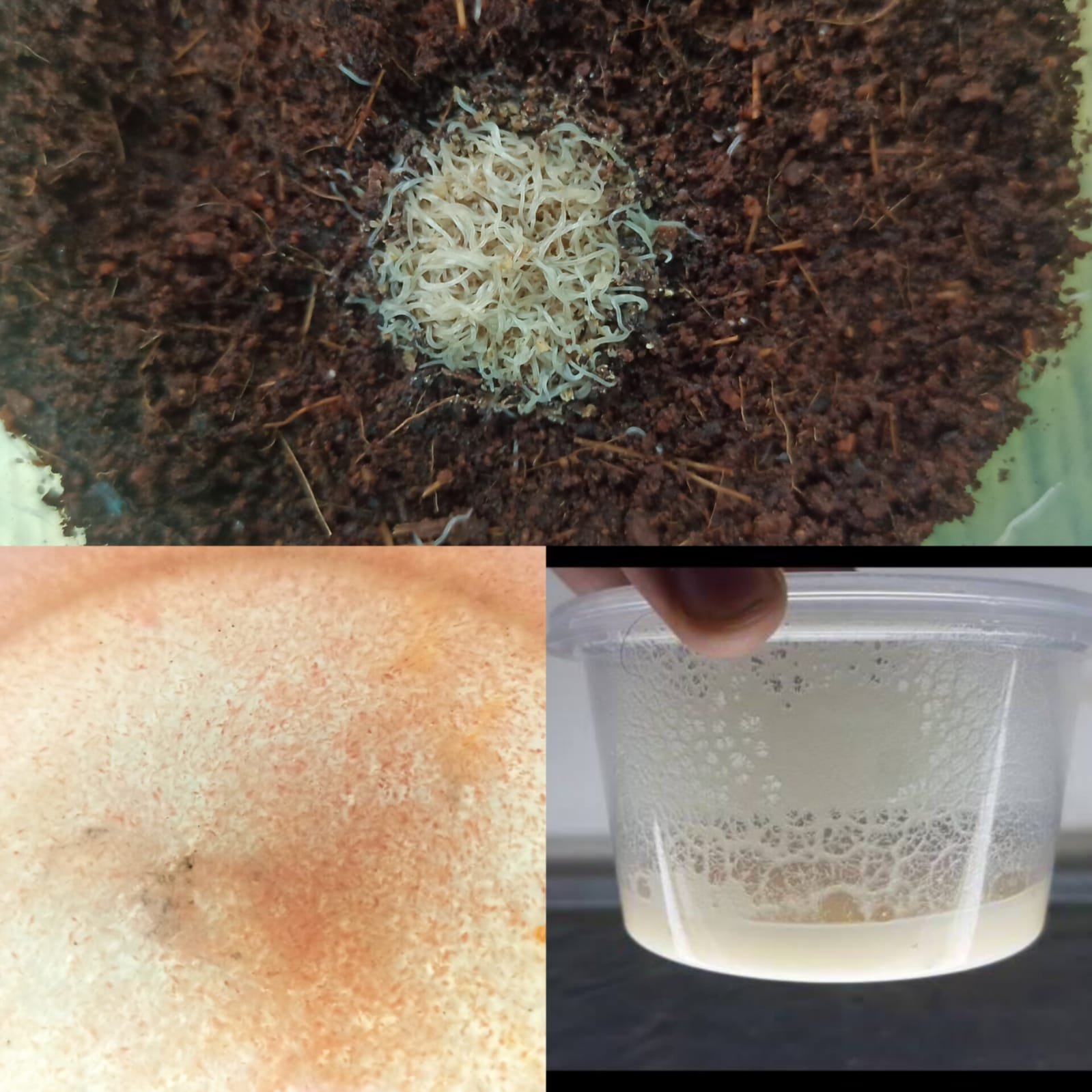 Microworm, Grindal worm, Moina Micrura (live feed combo)