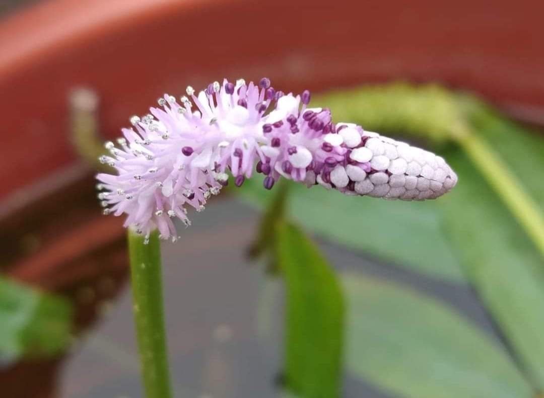 Lizard tail, water bamboo, cyperus hasen combo - Image 3