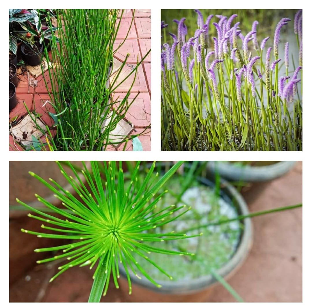 Lizard tail, water bamboo, cyperus hasen combo - Image 4