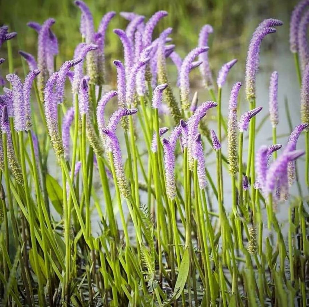Lizard tail, water bamboo, cyperus hasen combo - Image 2