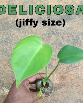 Monstera Deliciosa (jiffy plant)