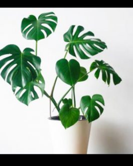 Monstera Deliciosa (jiffy plant)